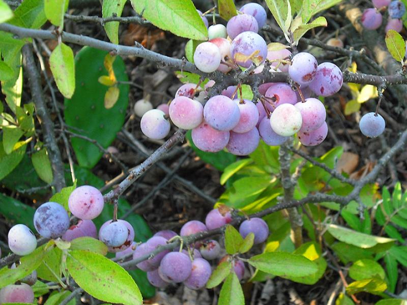 Beach Plum