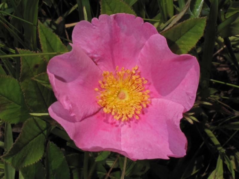 Rosa palustris Courtesy Alan Cressler, Ladybird Johnson Wildflower Center