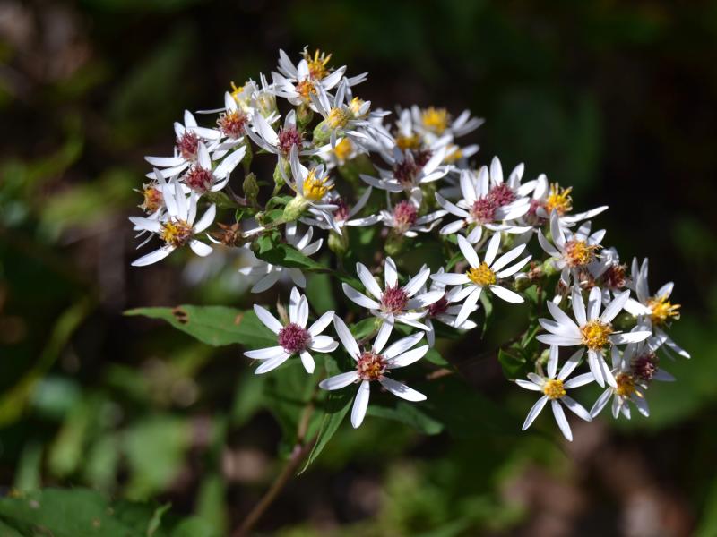 white wood aster