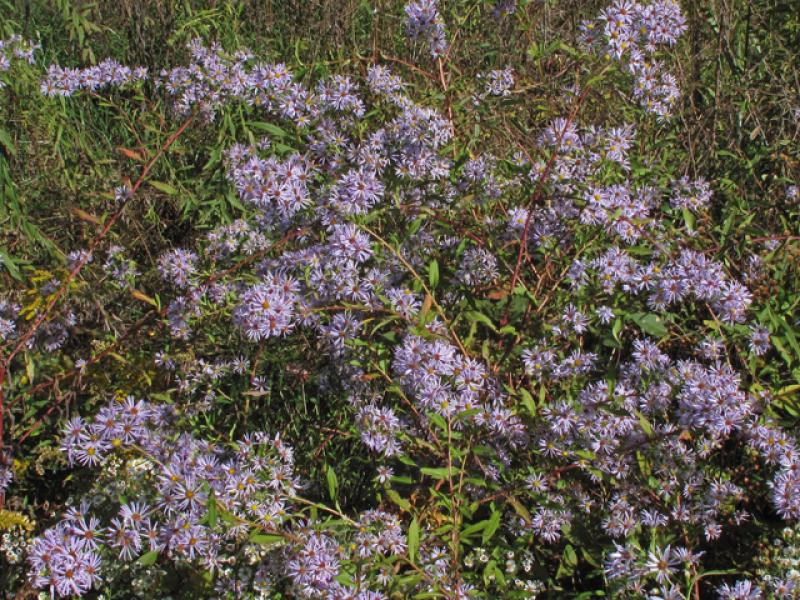 Photo courtesy Alan Cressler, Lady Bird Johnson Wildflower Center