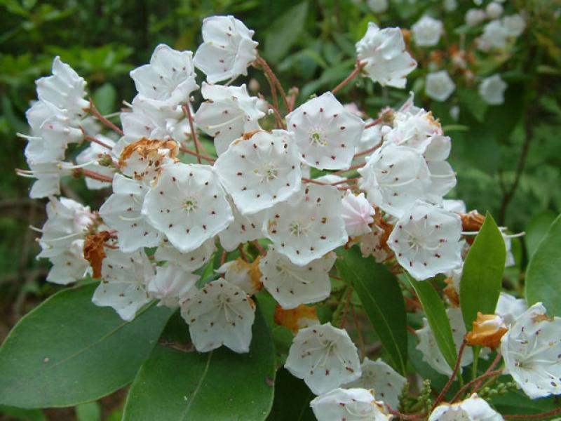 Mountain Laurel, Stefan Bloodworth