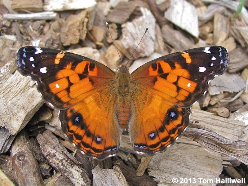 American Lady Butterfly