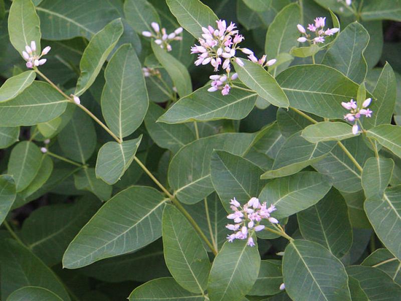 dogbane