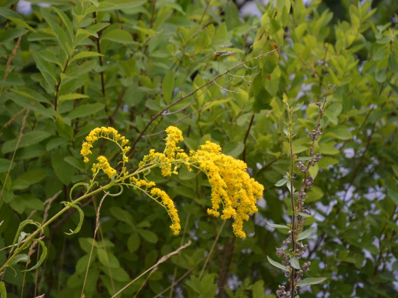 early goldenrod