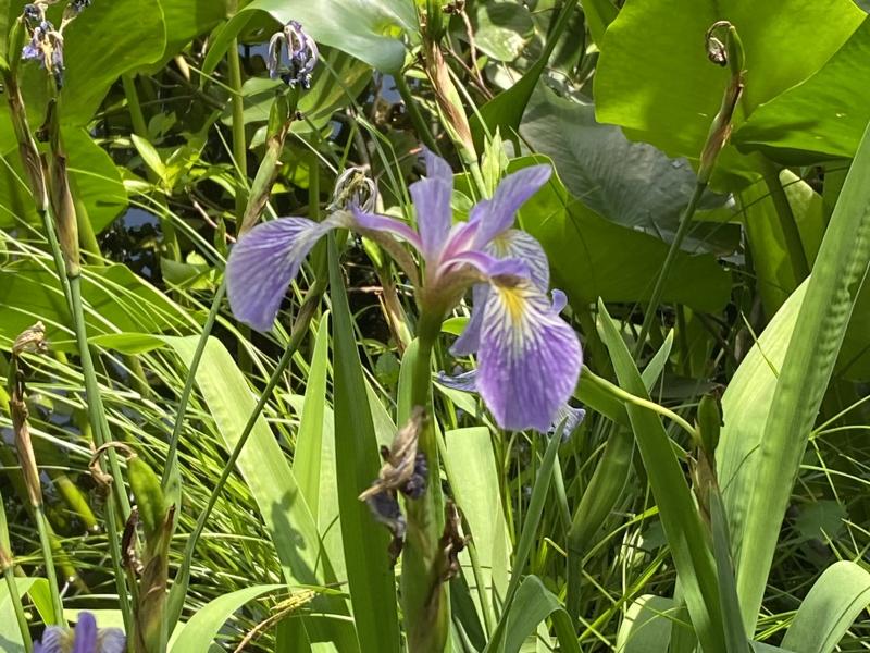 blue flag iris