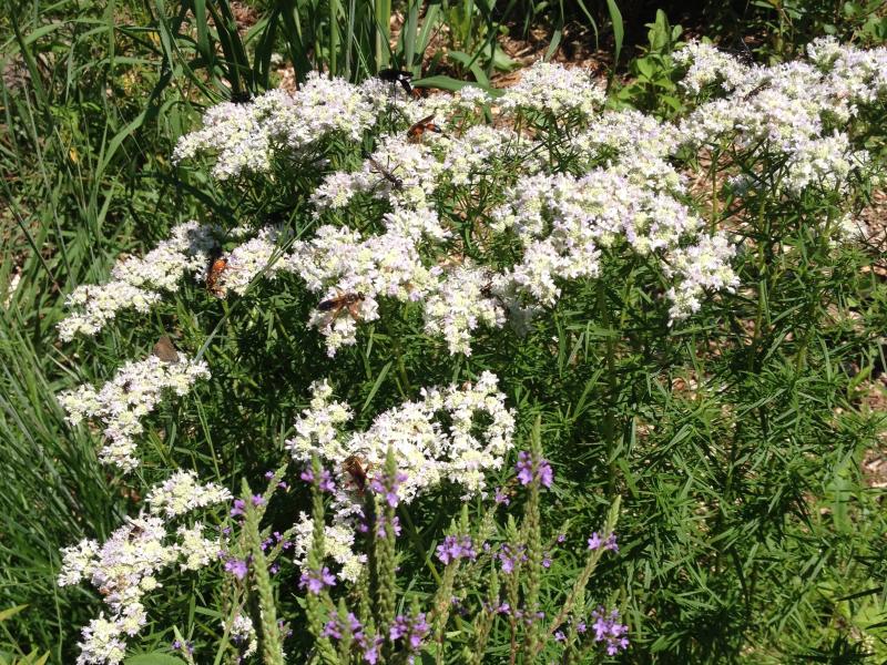 slender mountain mint