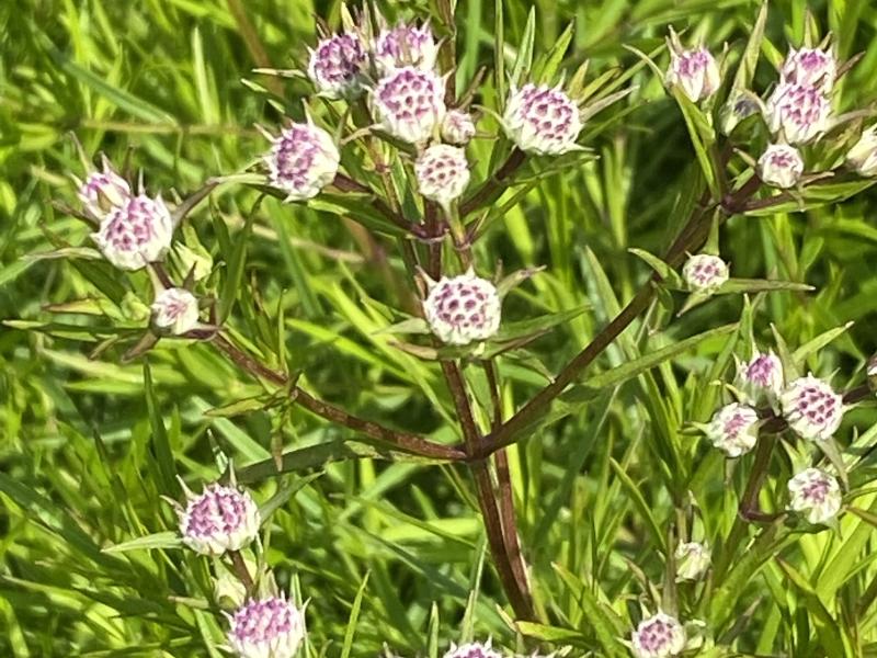 mountain mint