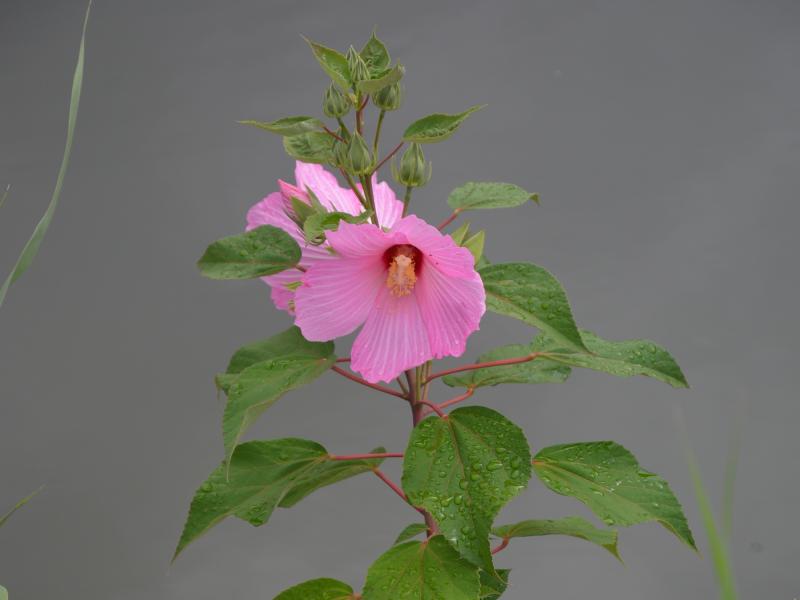 swamp hibiscus - pink