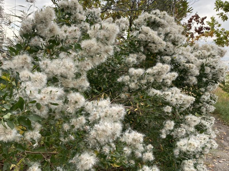 Groundsel bush