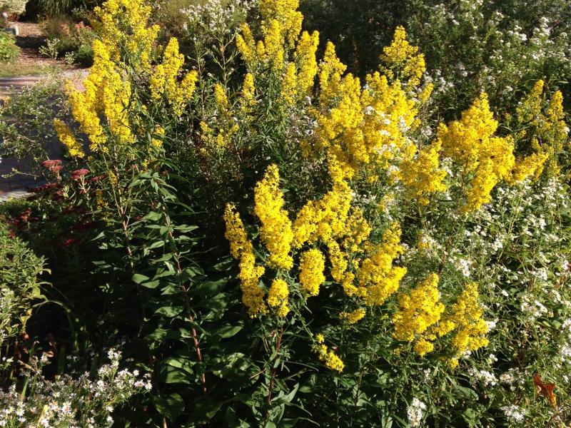 showy goldenrod