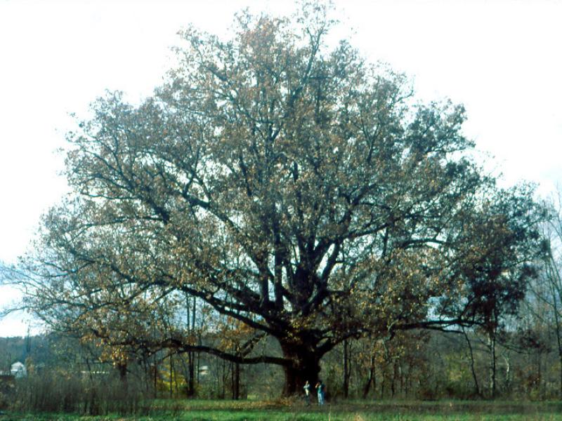 White oak