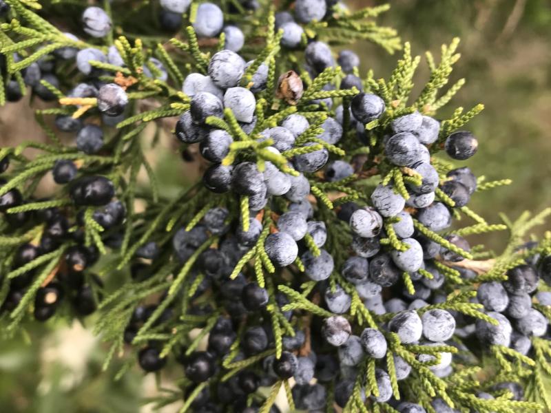 Eastern Red Cedar fruit