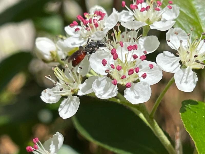 aronia melanocarpa