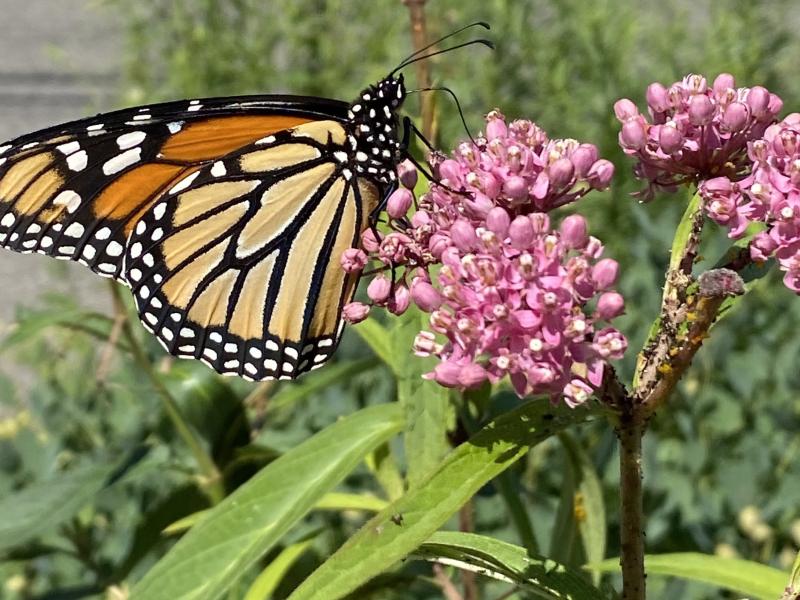 swamp milkweed