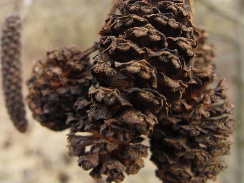 hazel alder cones