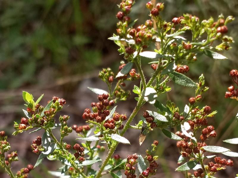 hairy pinweed