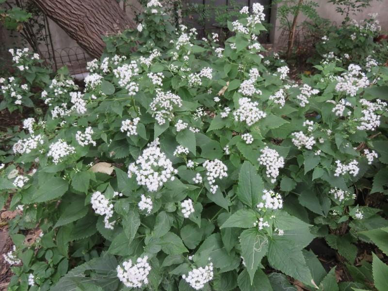 White snakeroot