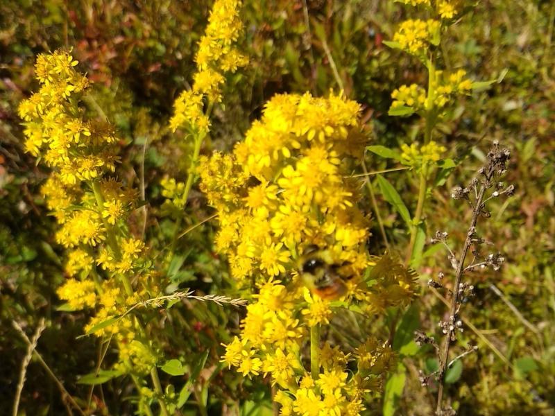 Downy Goldenrod