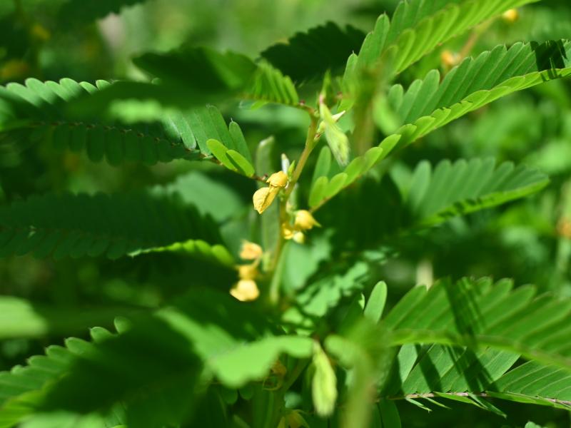 Flowers of Sensitive Partridge Pea