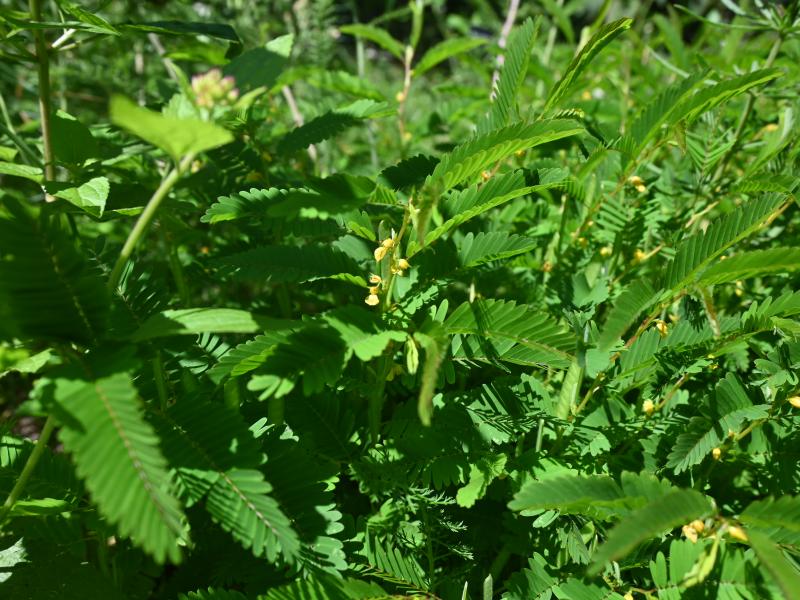Foliage of Sensitive Partridge Pea