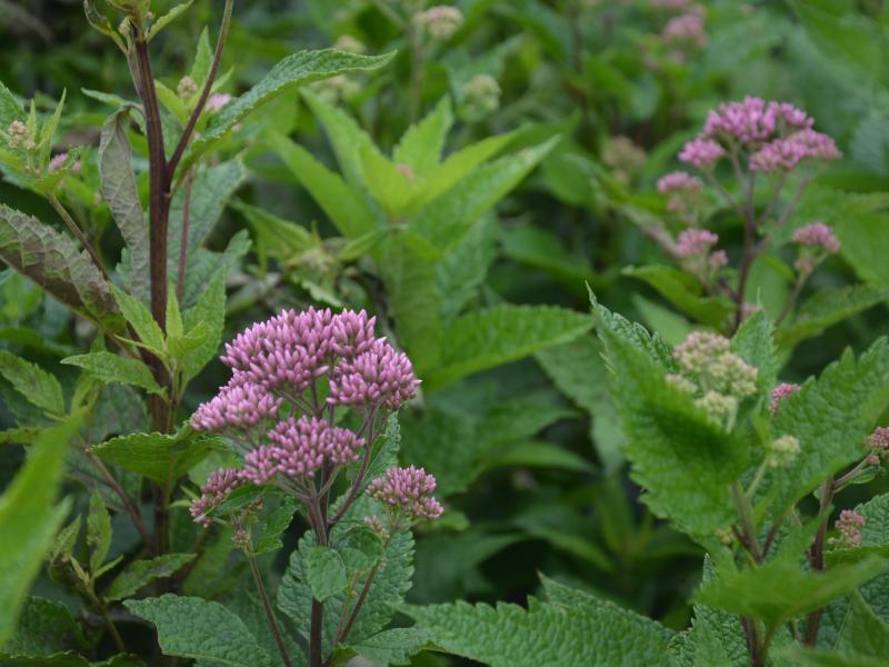 foliage and flower buds Eutrochium dubium