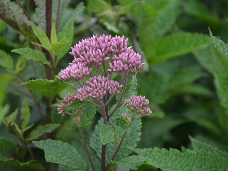 flower buds Eutrochium dubium