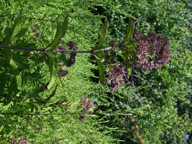 ?Eutrochium maculatum