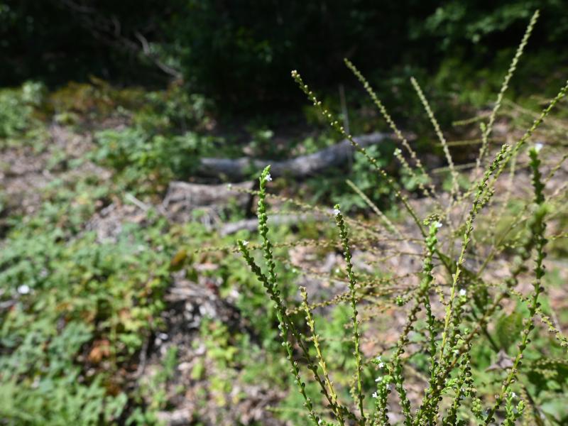 by maggie @ bethpage