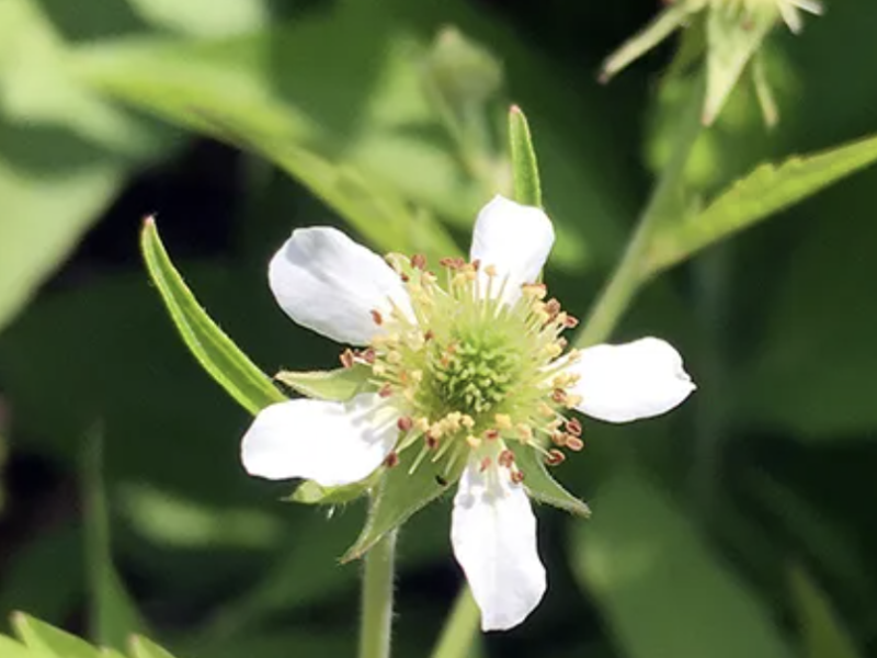 https://hayefield.com/product/geum-canadense-white-avens/