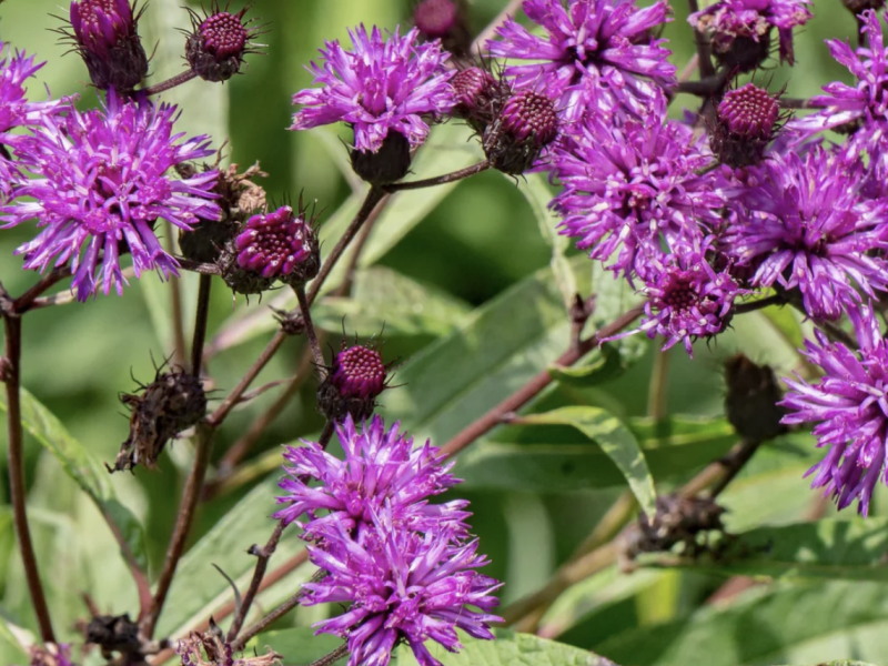 https://nativegardeners.com/products/prairie-ironweed?srsltid=AfmBOorIhElw8GKKxvEIvvLvwwzo1NxDZ-VSp2xOx1HSsiP_-EwiRVyK