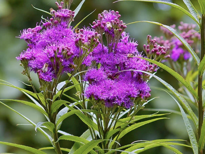 https://nativegardeners.com/products/prairie-ironweed?srsltid=AfmBOorIhElw8GKKxvEIvvLvwwzo1NxDZ-VSp2xOx1HSsiP_-EwiRVyK