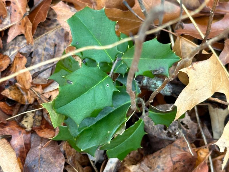 American Holly taralynnn