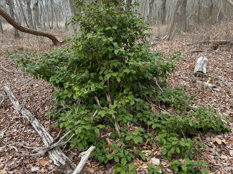 American Holly taralynnn