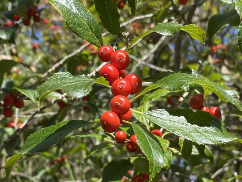 winterberry by maggie