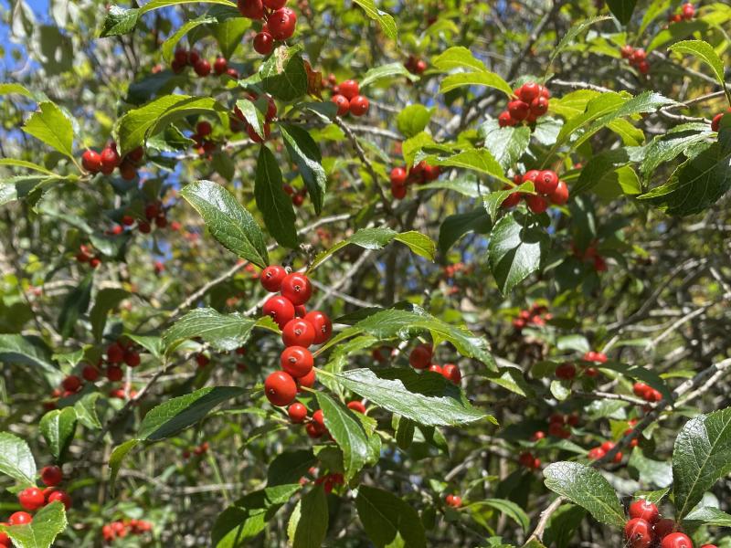 winterberry by maggie