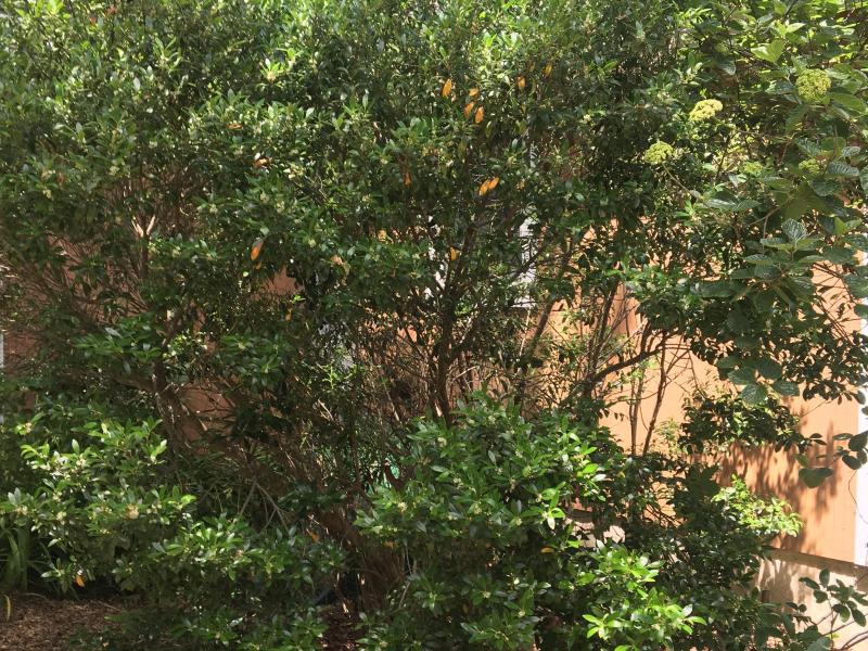 Illex glabra Taralynn