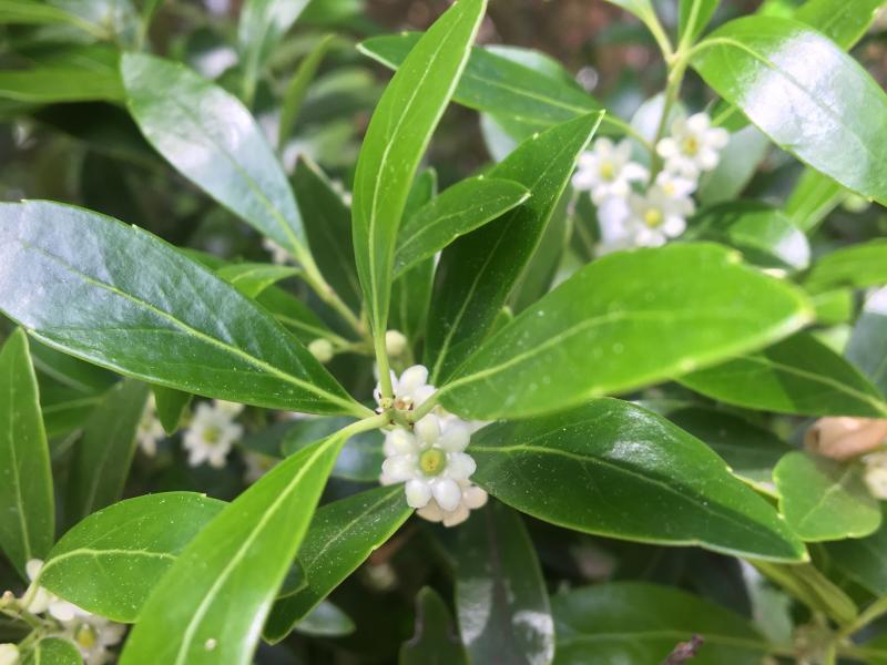 Illex glabra inkberry T