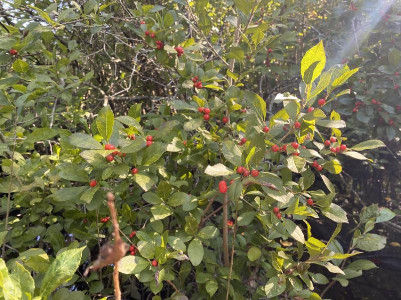 winterberry by maggie