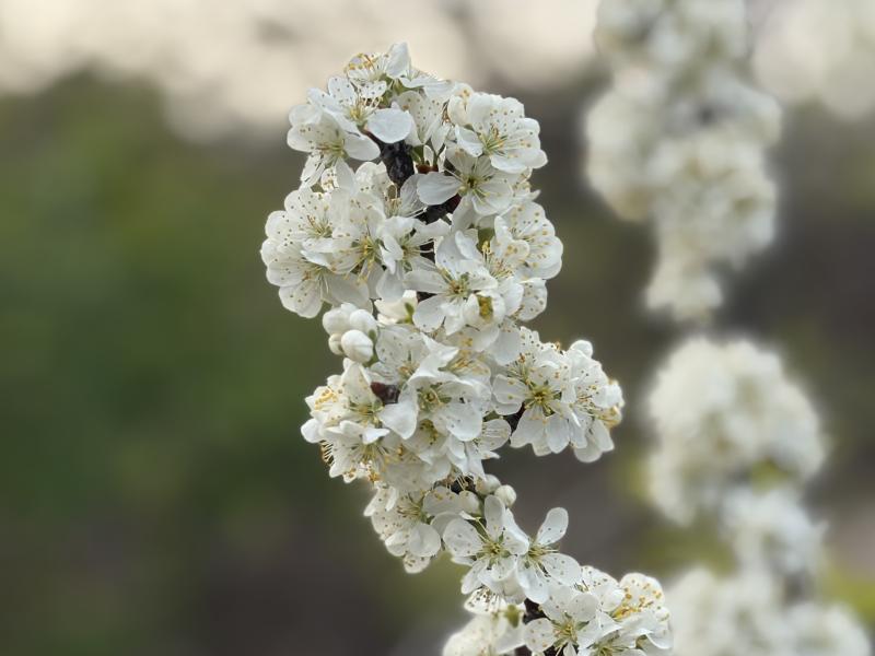 Beach Plum in flower