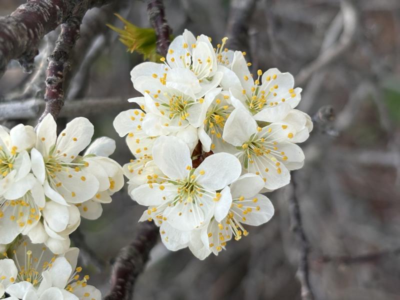 Beach Plum in flower