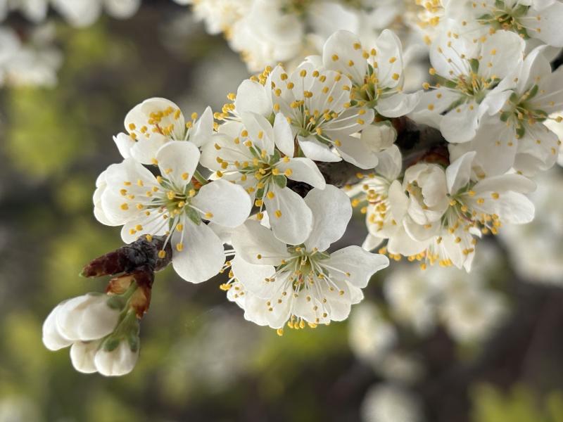 Beach Plum in flower
