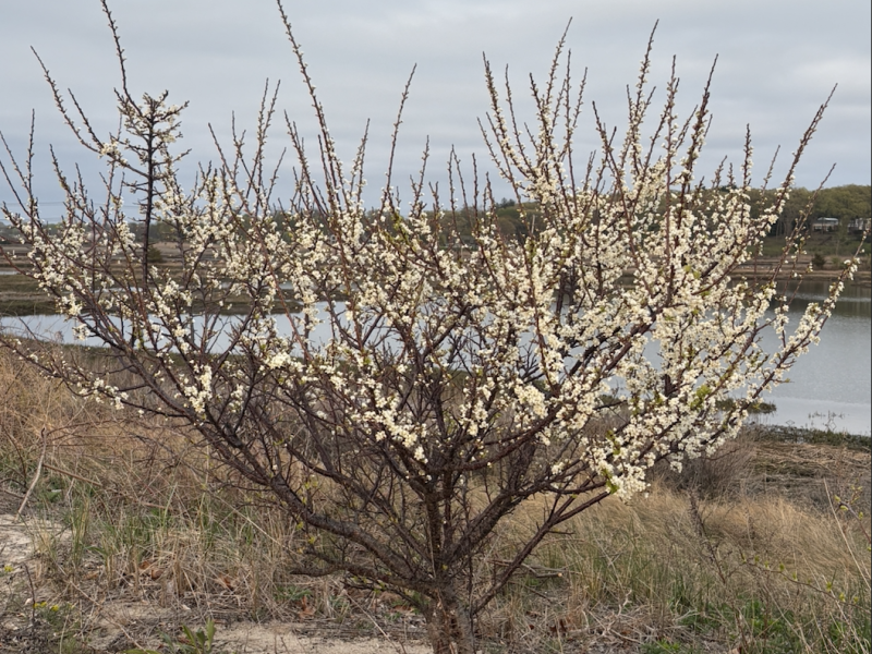 Beach Plum in flower