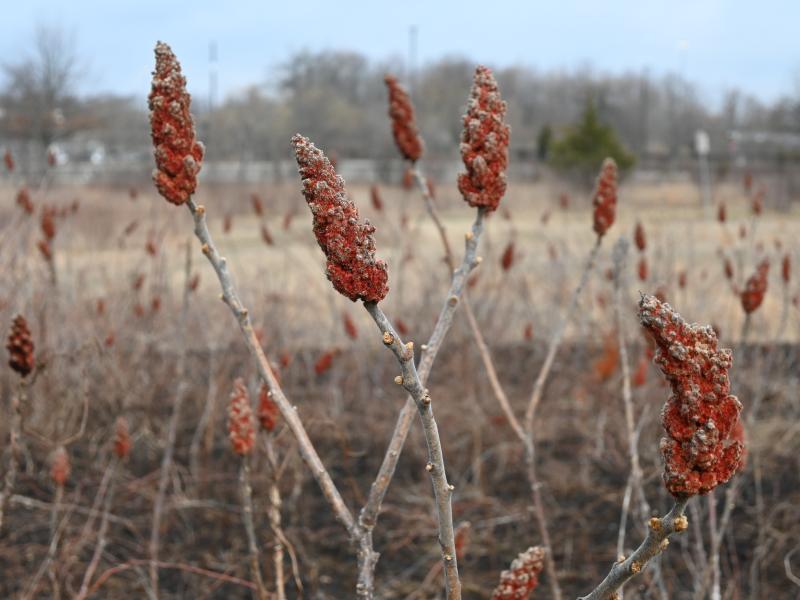 Rhus typhina from Hempstead Plains
