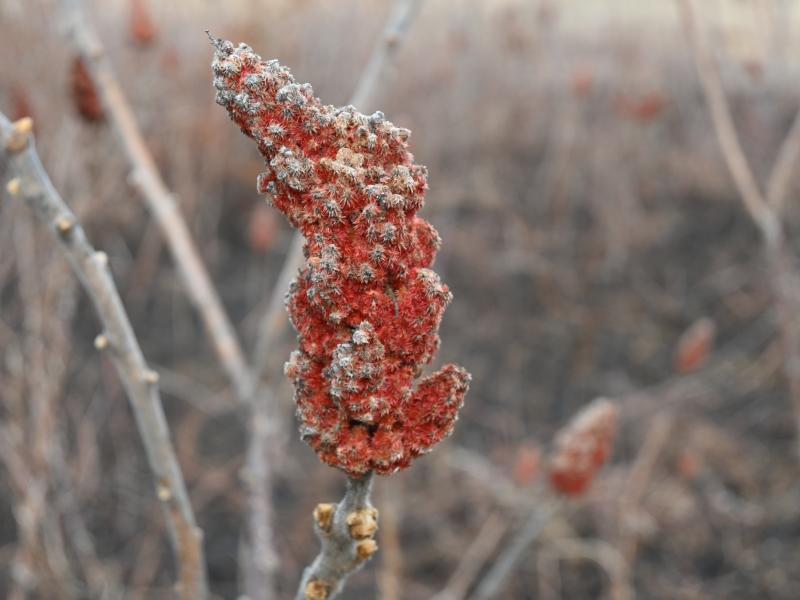 Rhus typhina from Hempstead Plains