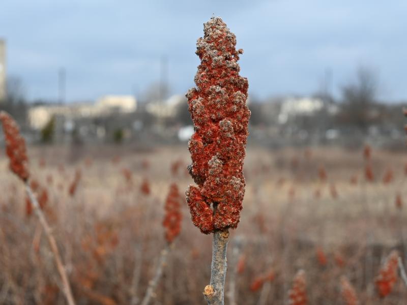 Rhus typhina from Hempstead Plains