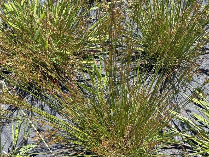 juncus db.