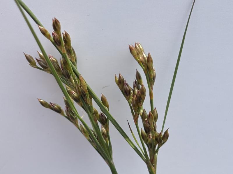 juncus seed