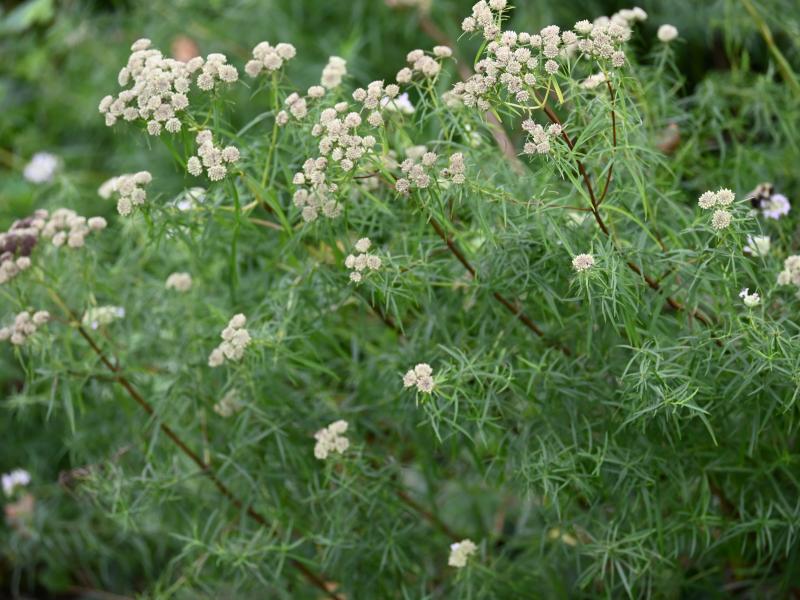 mtn mint db.