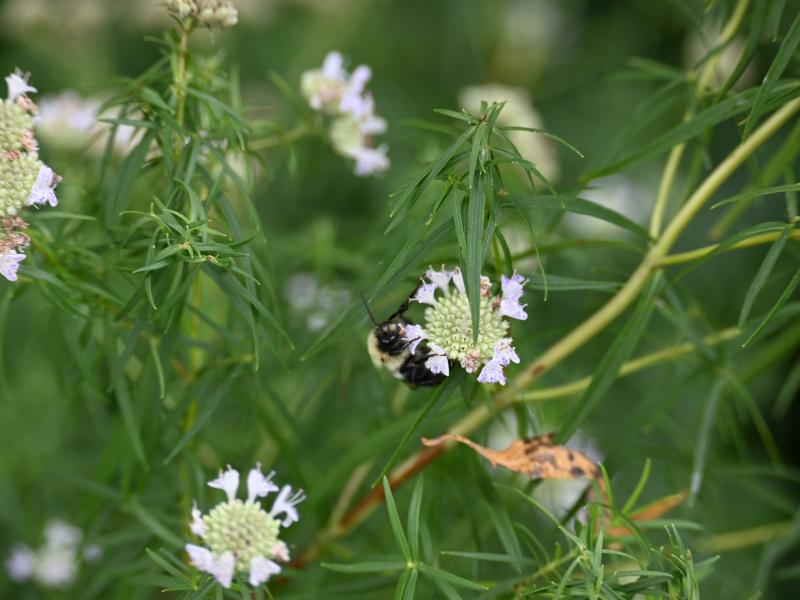 mtn mint flower db
