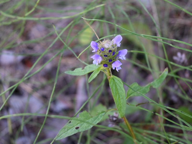 self heal4